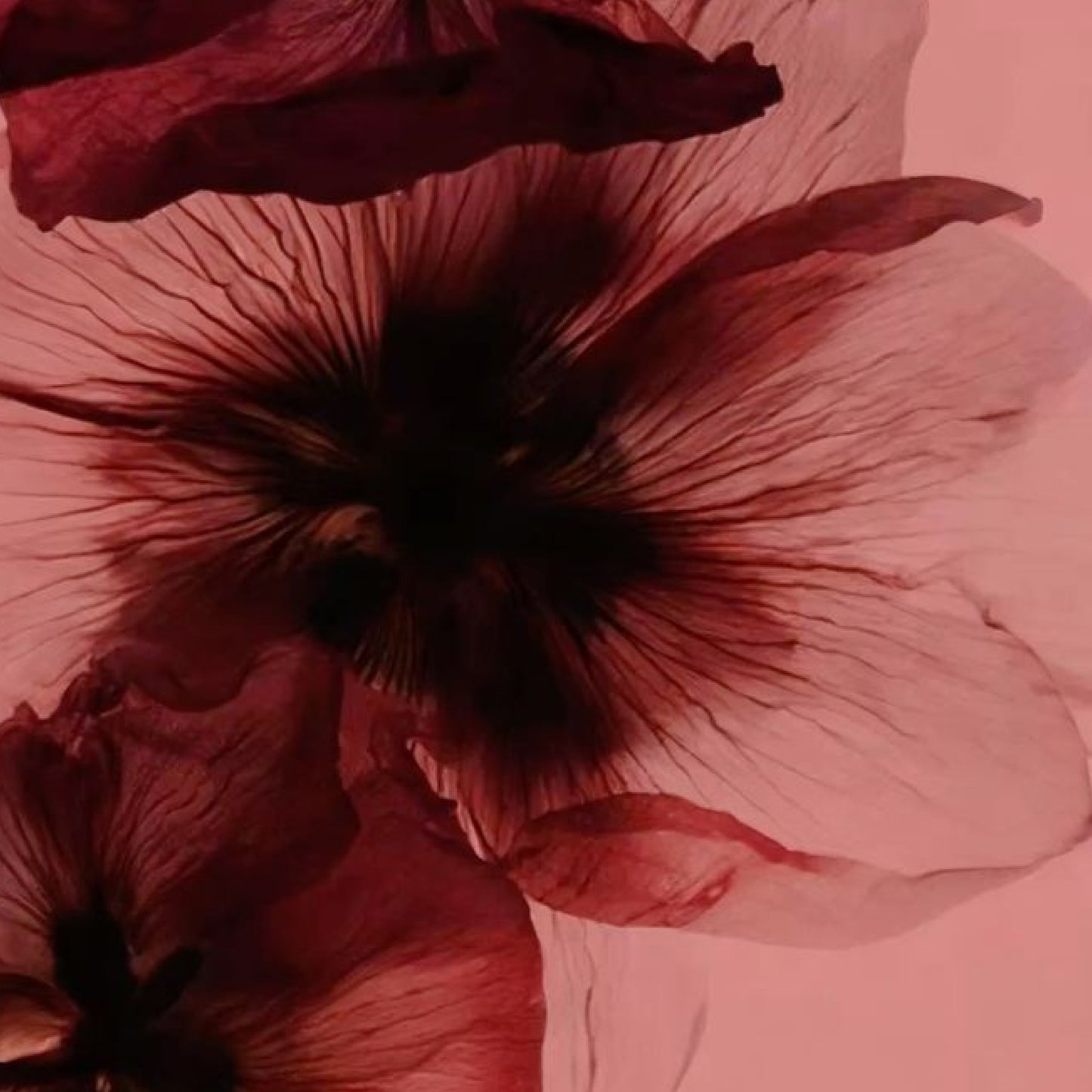 LOST LOVERS HAIR & BODY PERFUME MIST