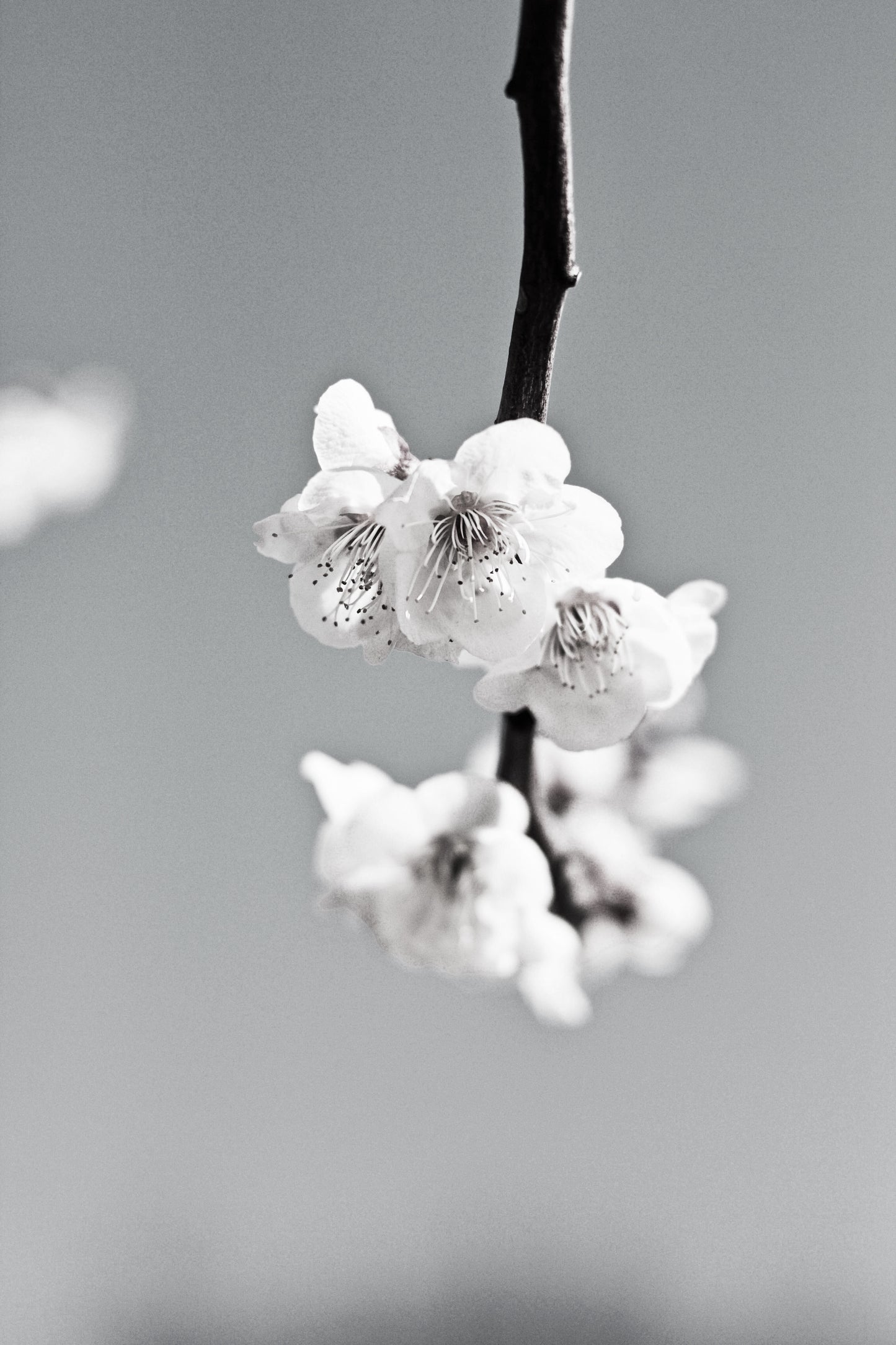 L’IBASHO
